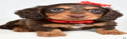 Miniature Dachshund dogs for sale: Sawyer - Ad 2