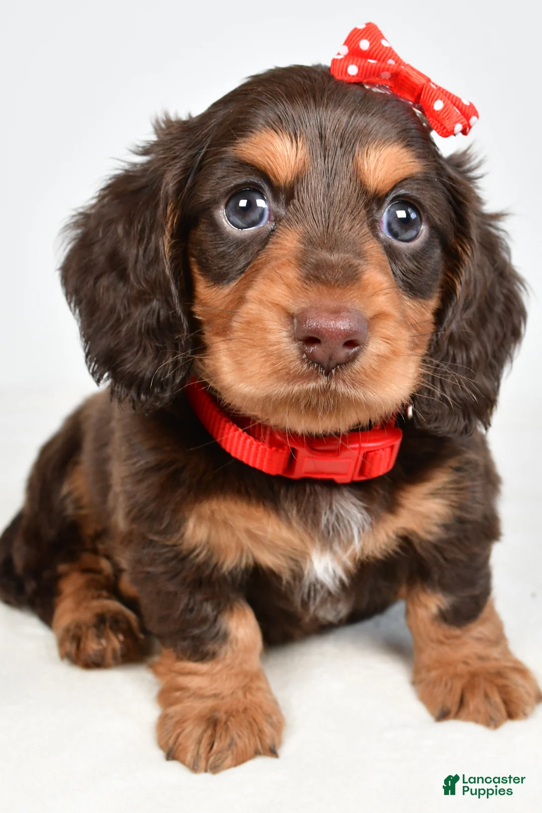 Miniature Dachshund dogs for sale: Sawyer - Ad 2