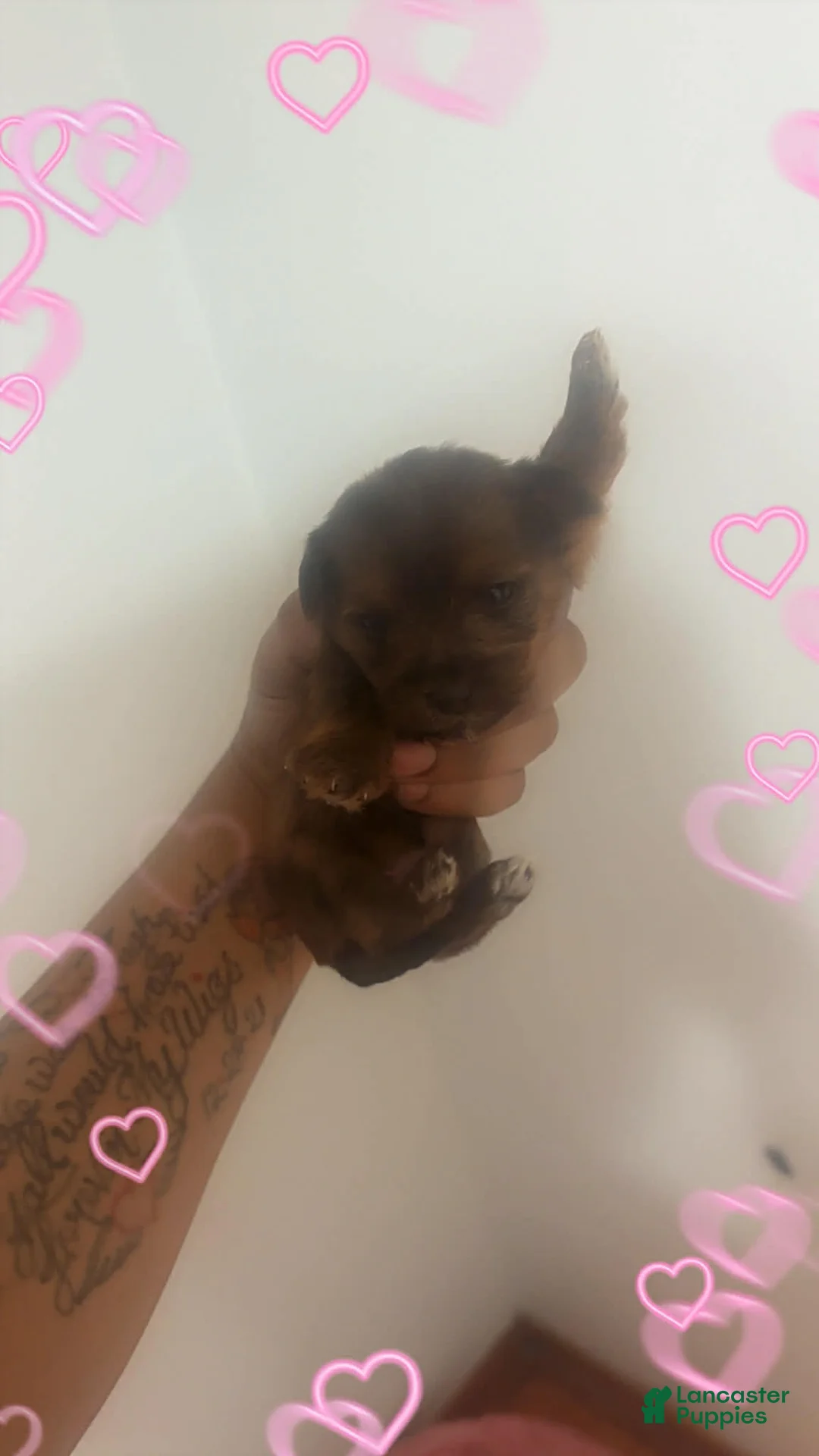 Yorkshire Terrier dogs for sale: Yorkshire Terrier Puppy 3 - Ad 1
