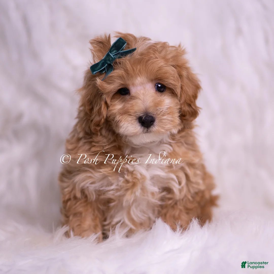 Maltipoo dogs for sale: Butterscotch - Ad 2