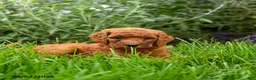Miniature Poodle dogs for sale: Teddy - Ad 3