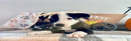 Border Collie dogs for sale: Cider - Ad 2