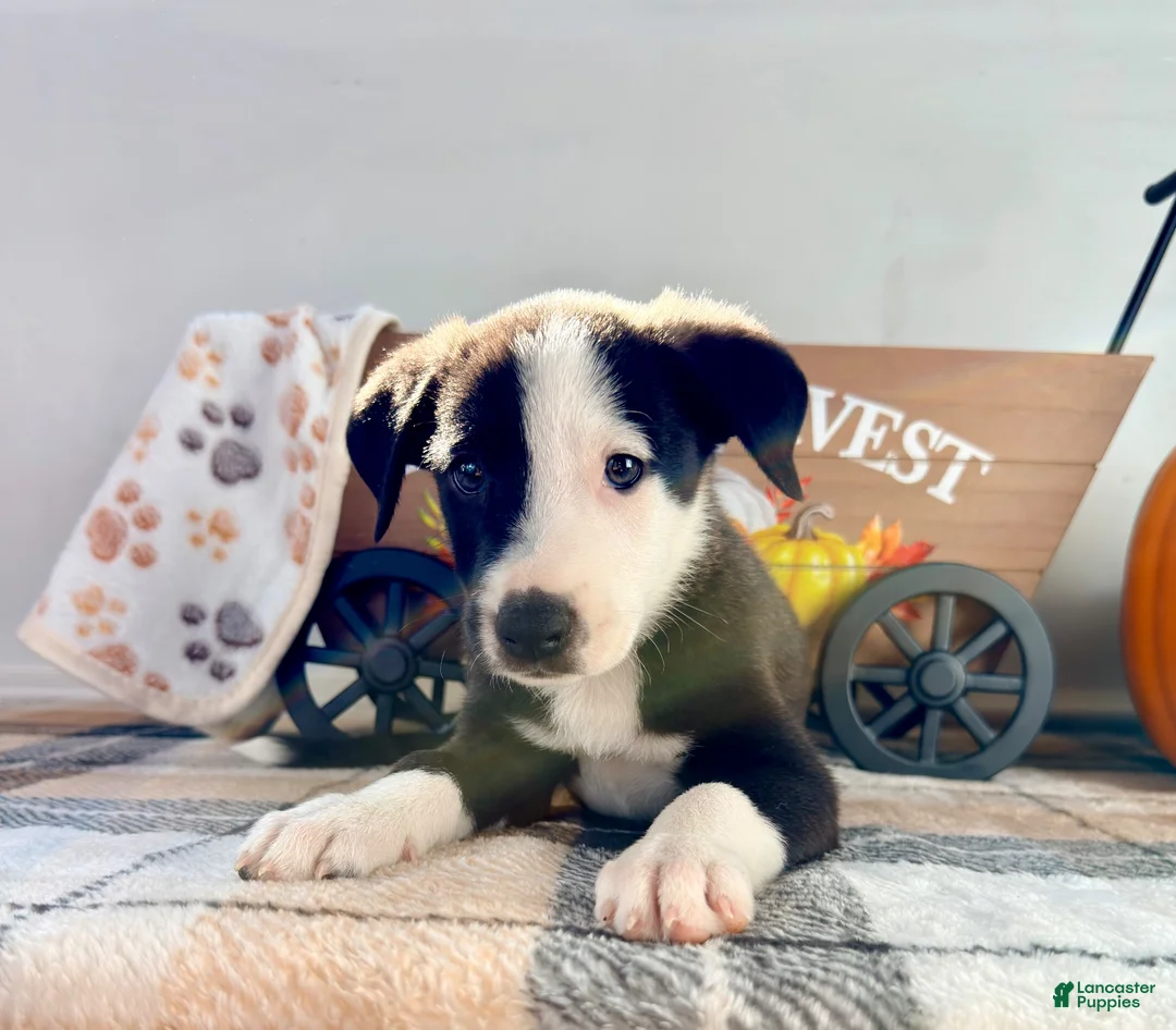 Border Collie dogs for sale: Cider - Ad 2
