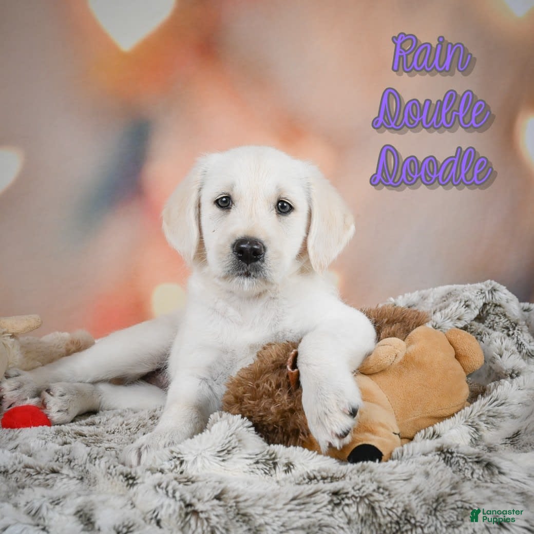 Labradoodle dogs Rain - Ad 12