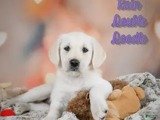 Labradoodle dogs Rain - Ad 18