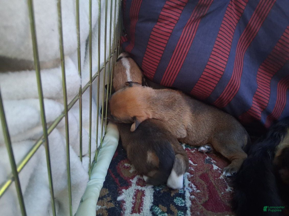 Mixed Breed dogs Mixed Breed 2 - Ad 40