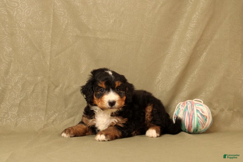 Mini Bernedoodle dogs for sale: Bones - Ad 2