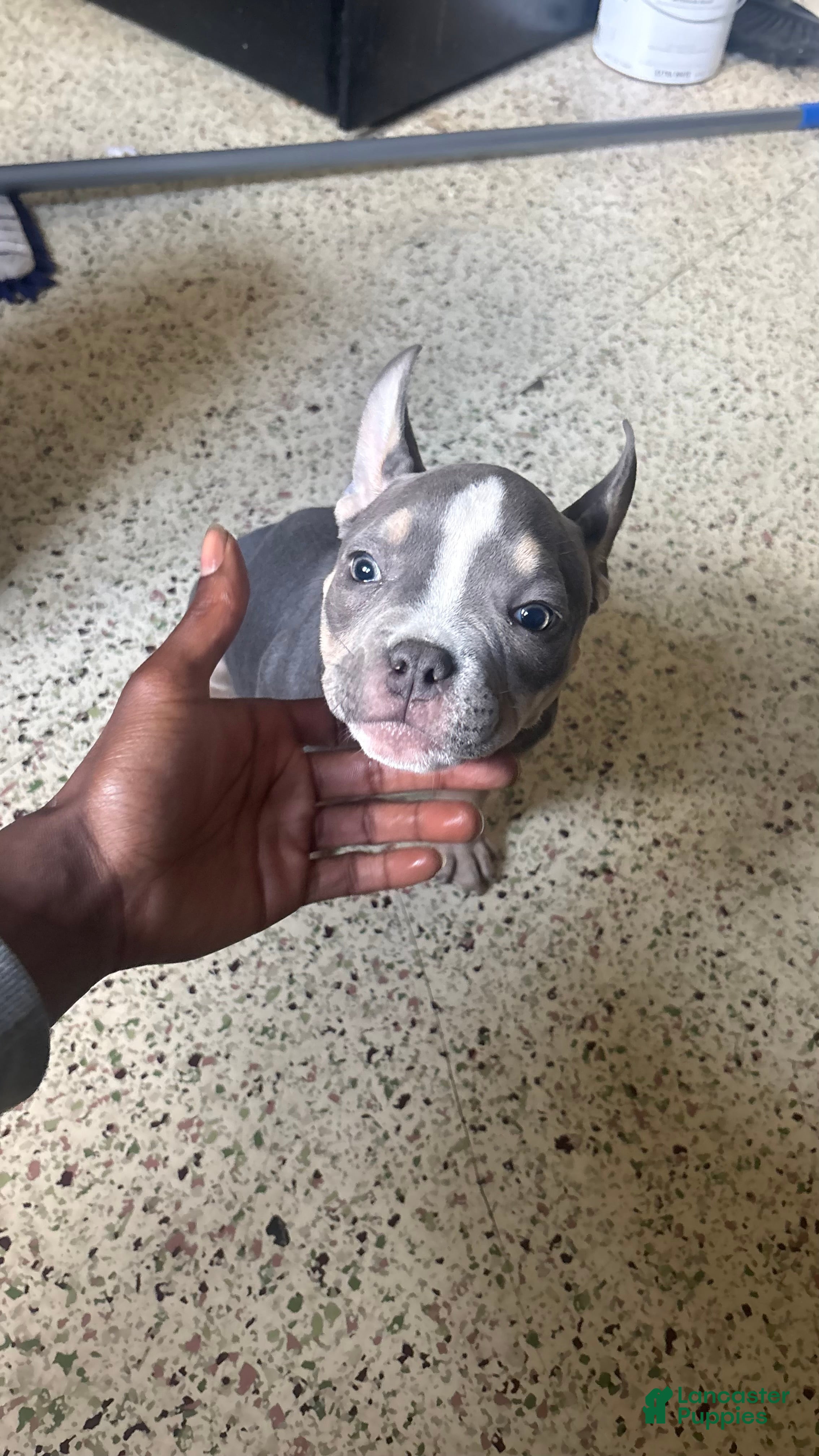 American Bully dogs American Bully Puppy 2 - Ad 23