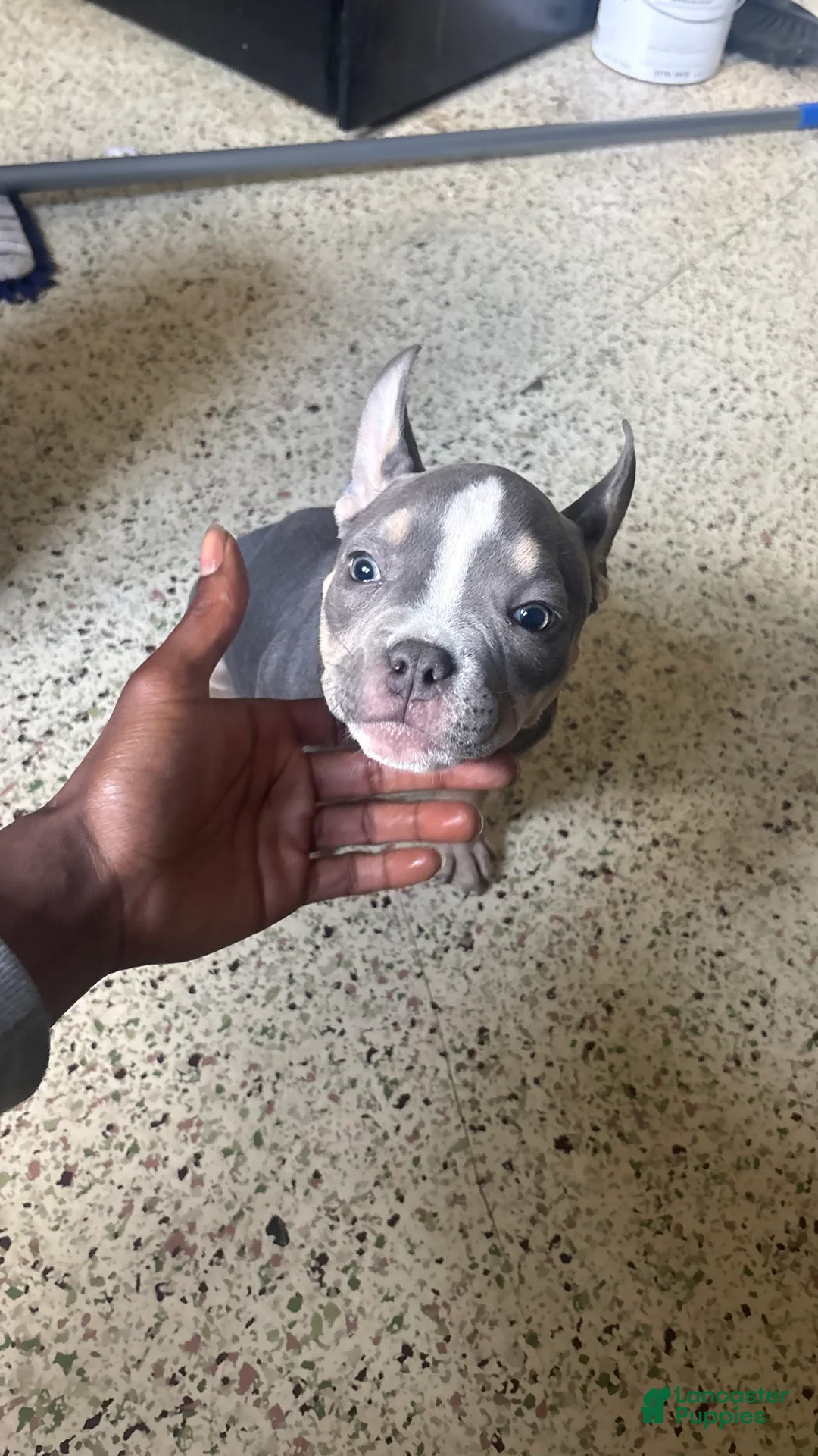 American Bully dogs for sale: American Bully Puppy 2 - Ad 1