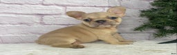 French Bulldog dogs for sale: Sady - Ad 2