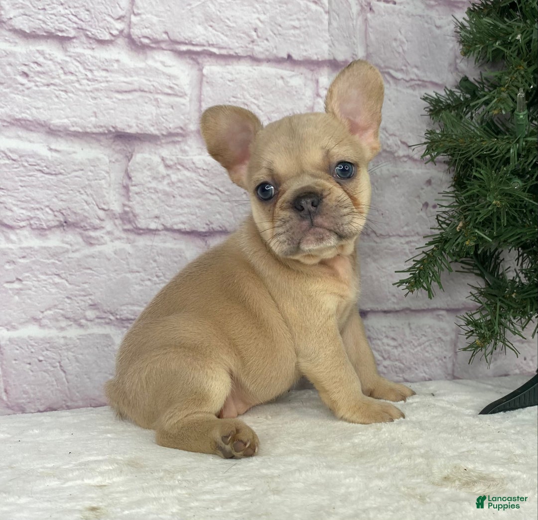 French Bulldog dogs for sale: Sady - Ad 2