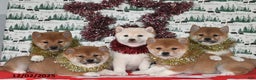 Shiba Inu dogs for sale: Megan - Ad 3