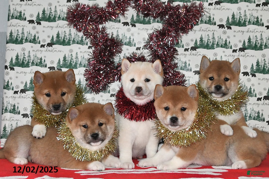 Shiba Inu dogs for sale: Megan - Ad 3