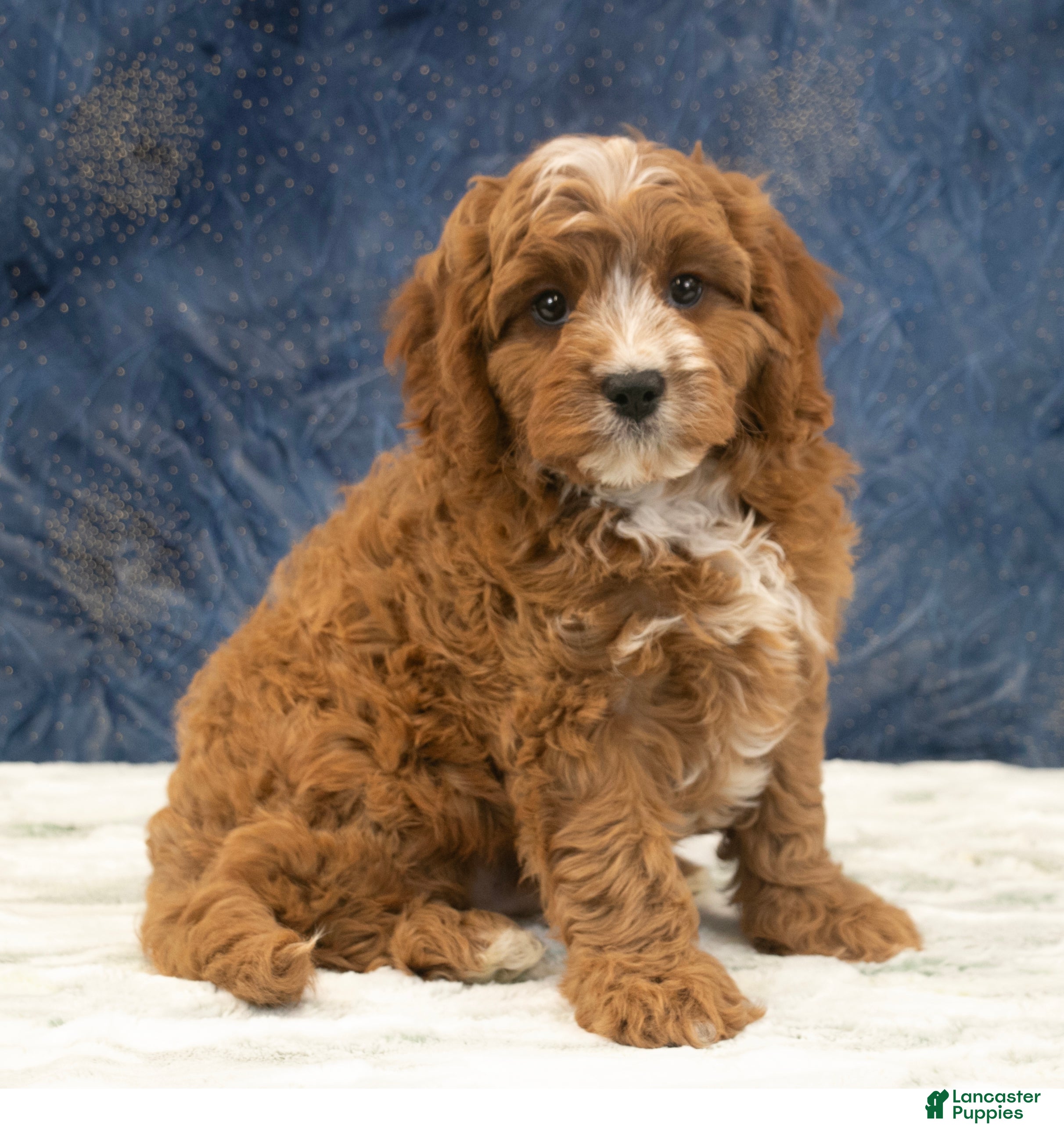 Cavapoo dogs for sale: Benson - Ad 1