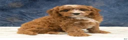 Cavapoo dogs for sale: Benson - Ad 1