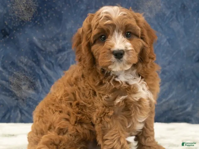Cavapoo dogs for sale: Benson - Ad 1