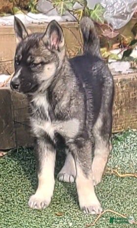 Pomsky dogs Lucky - Ad 35