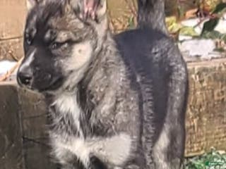 Pomsky dogs Lucky - Ad 39