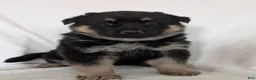 German Shepherd dogs for sale: Missy - Ad 21