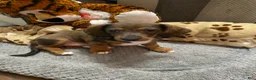 Miniature Dachshund dogs for sale: Duckie - Ad 5