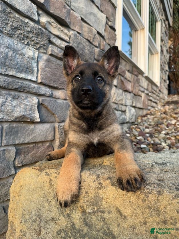 German Shepherd dogs for sale: Lily - Ad 1