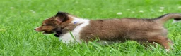 Shetland Sheepdog dogs for sale: Kevin - Ad 6