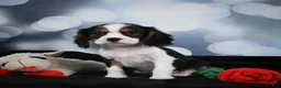 Cavalier King Charles Spaniel dogs for sale: Cane - Ad 5