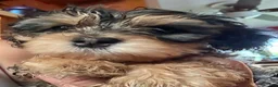 Mixed Breed dogs for sale: Baxter - Ad 10