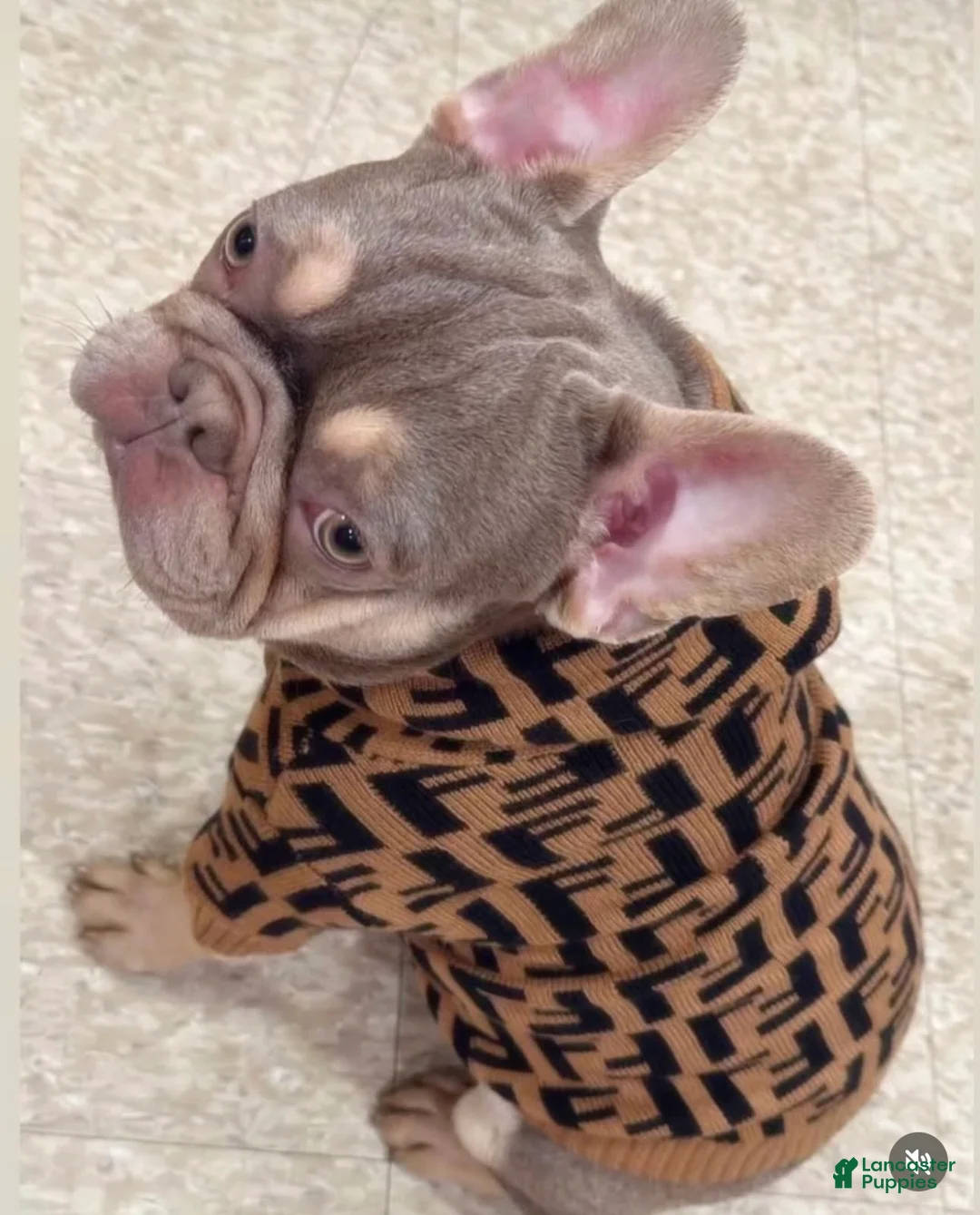 French Bulldog dogs for sale: French Bulldog 3 - Ad 2