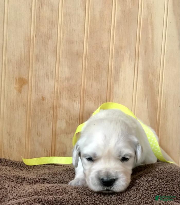 Golden Retriever dogs Miss Yellow  - Ad 26