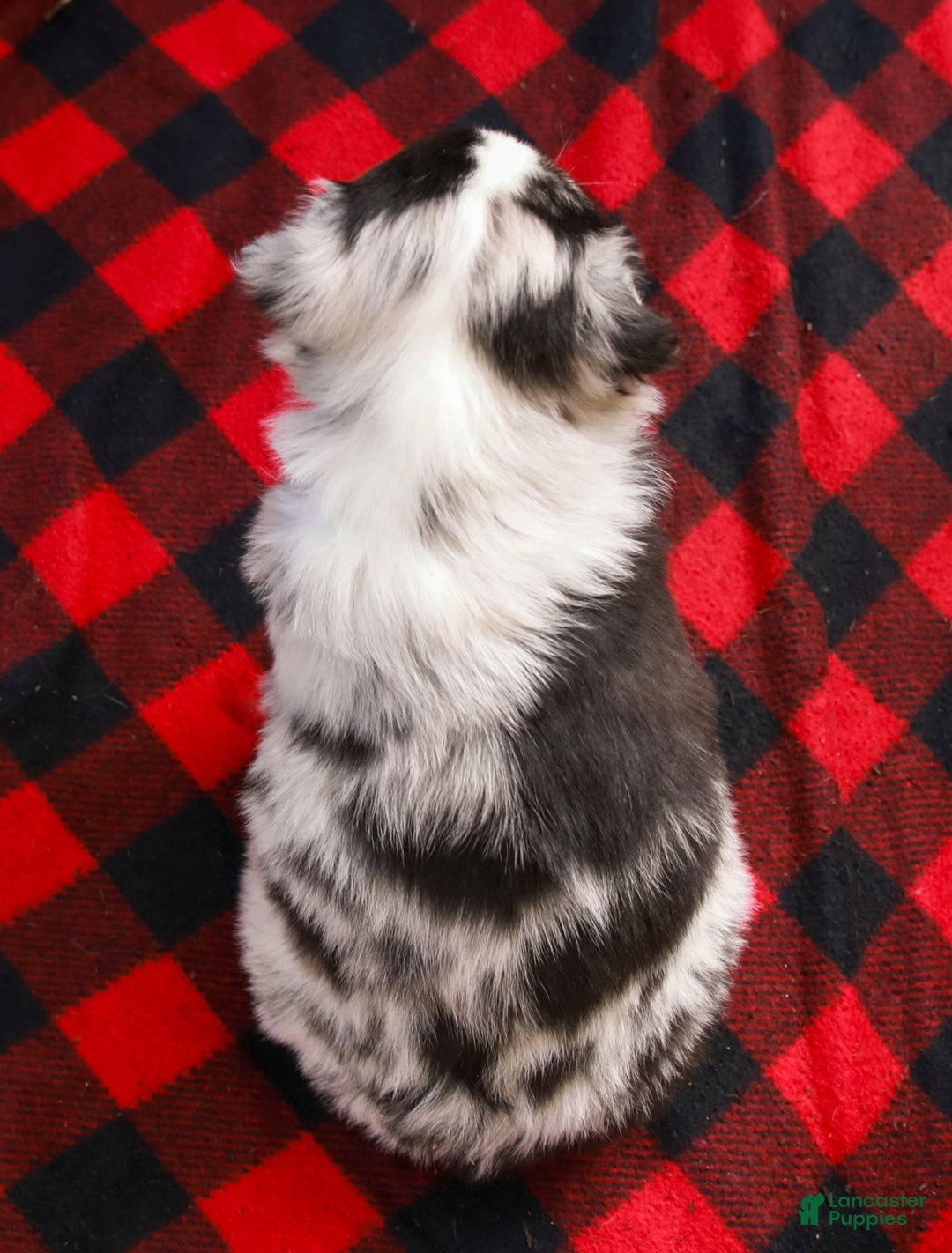 Miniature Australian Shepherd dogs for sale: Noel - Ad 7