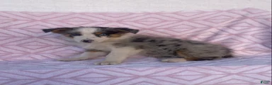 Australian Shepherd 1