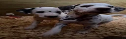 Dalmatian dogs for sale: Male 1 - Ad 7