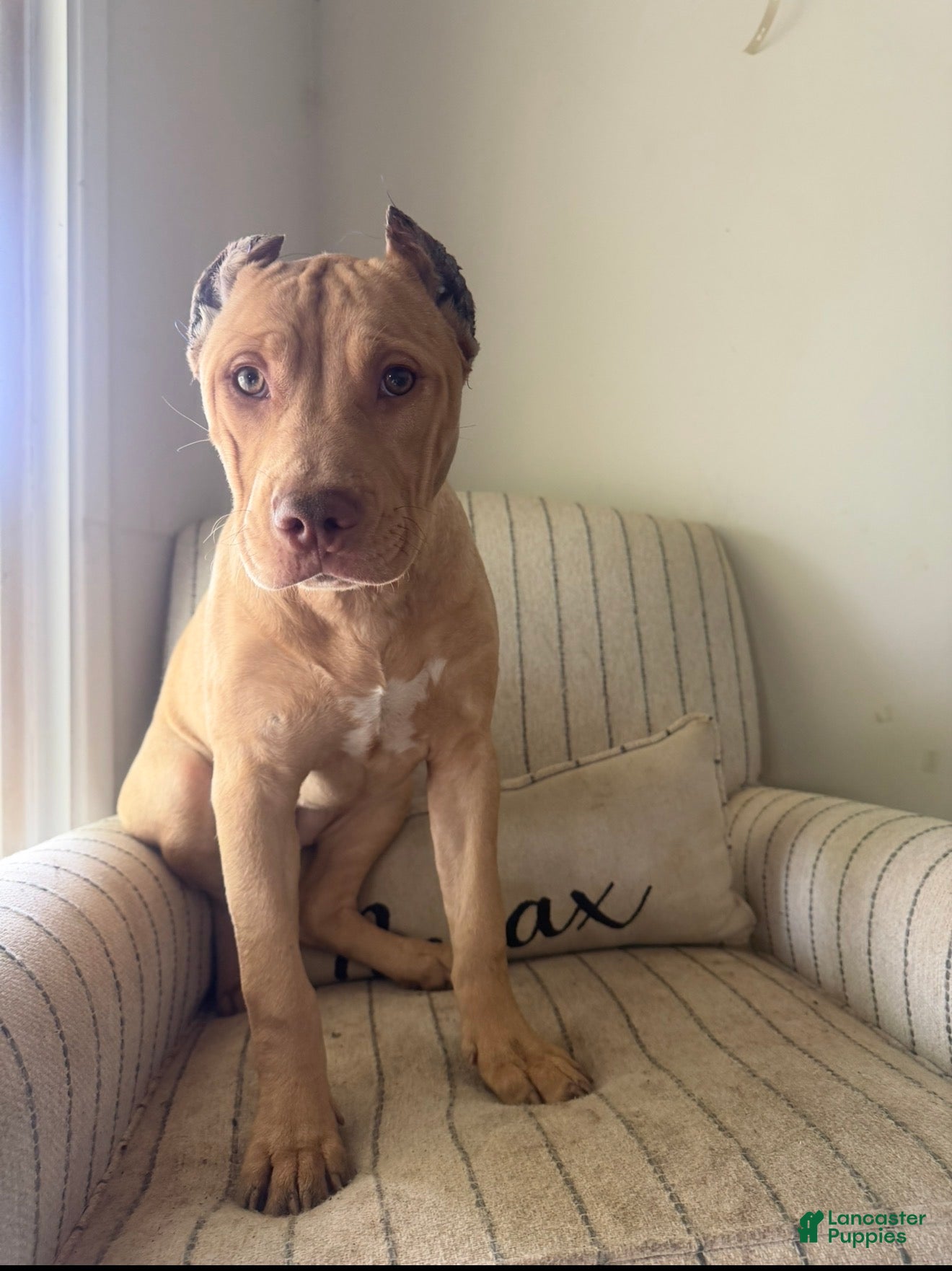 American Bully dogs Nala - Ad 1