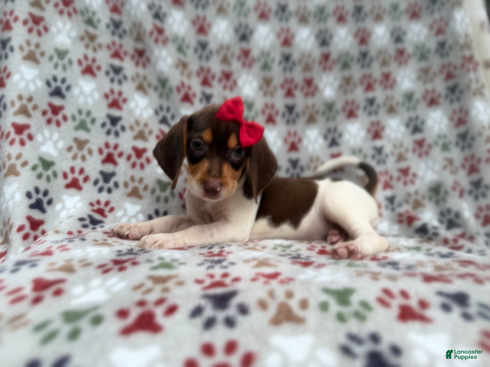 Beagle dogs Wynona - Ad 34
