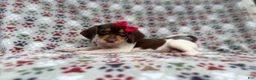 Beagle dogs for sale: Wynona - Ad 1