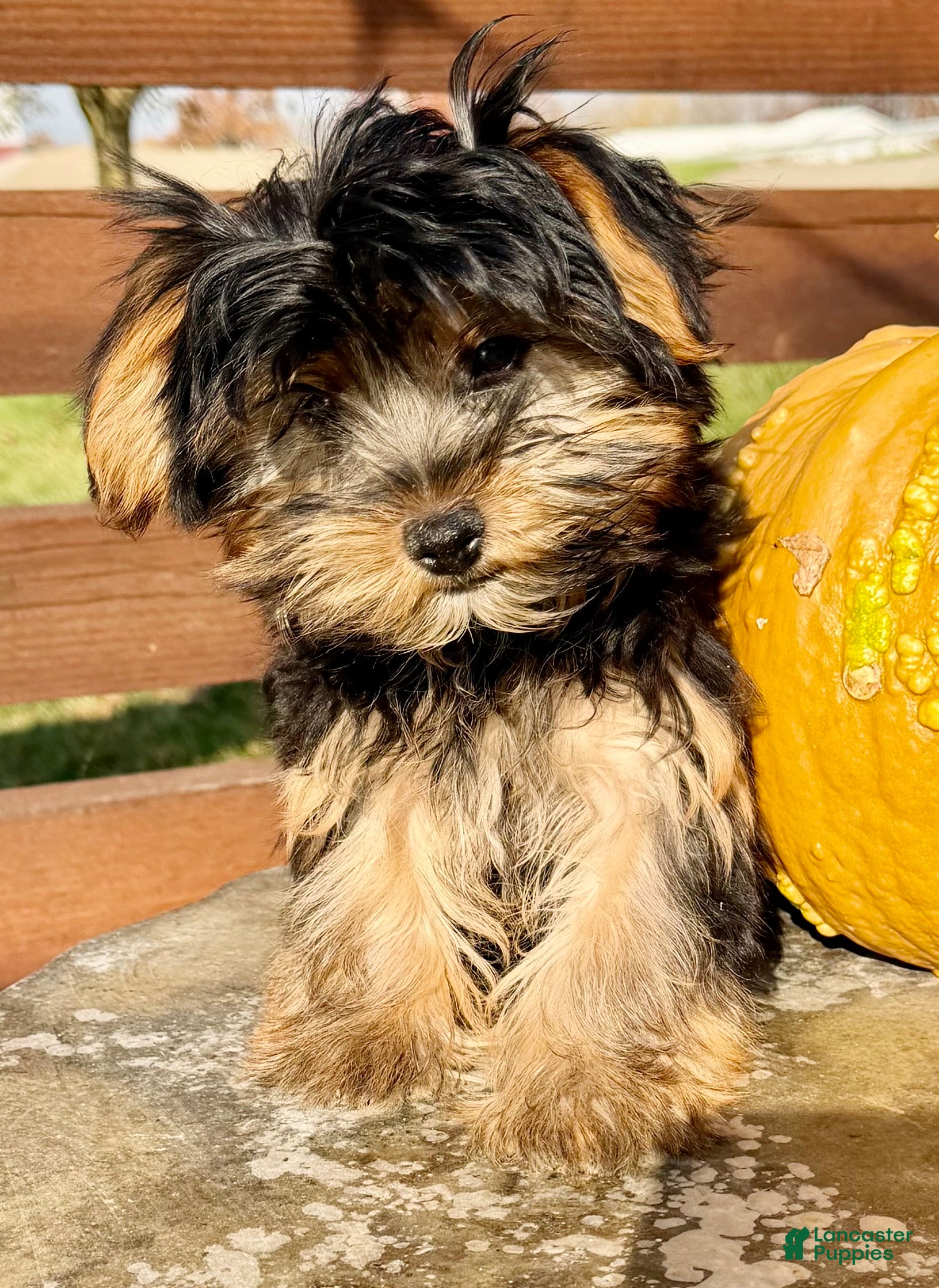 Yorkshire Terrier dogs for sale: Freya - Ad 2