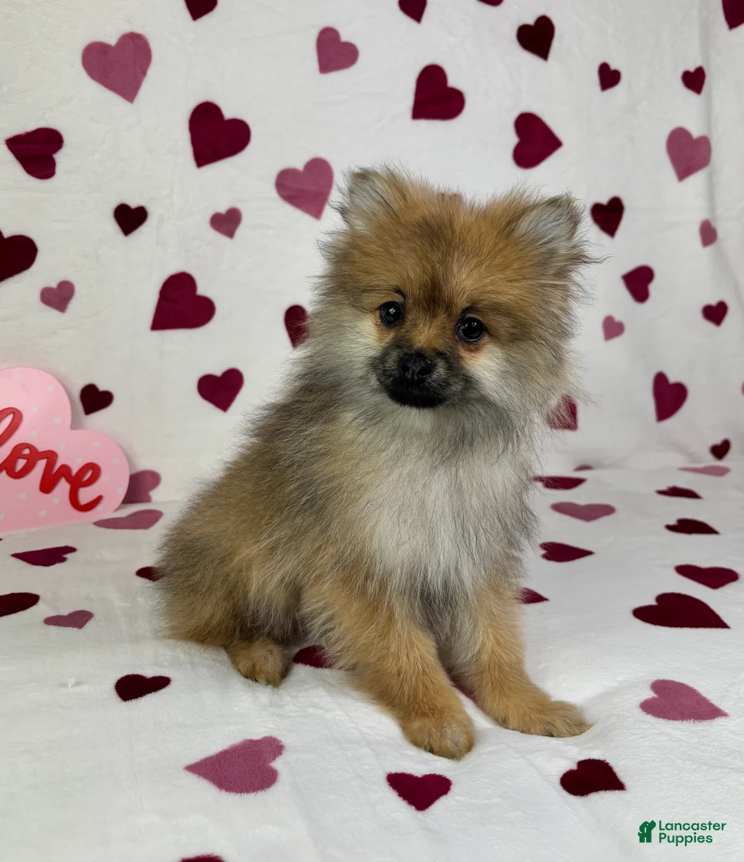 Pomeranian dogs for sale: Pomeranian Puppy 1 - Ad 3