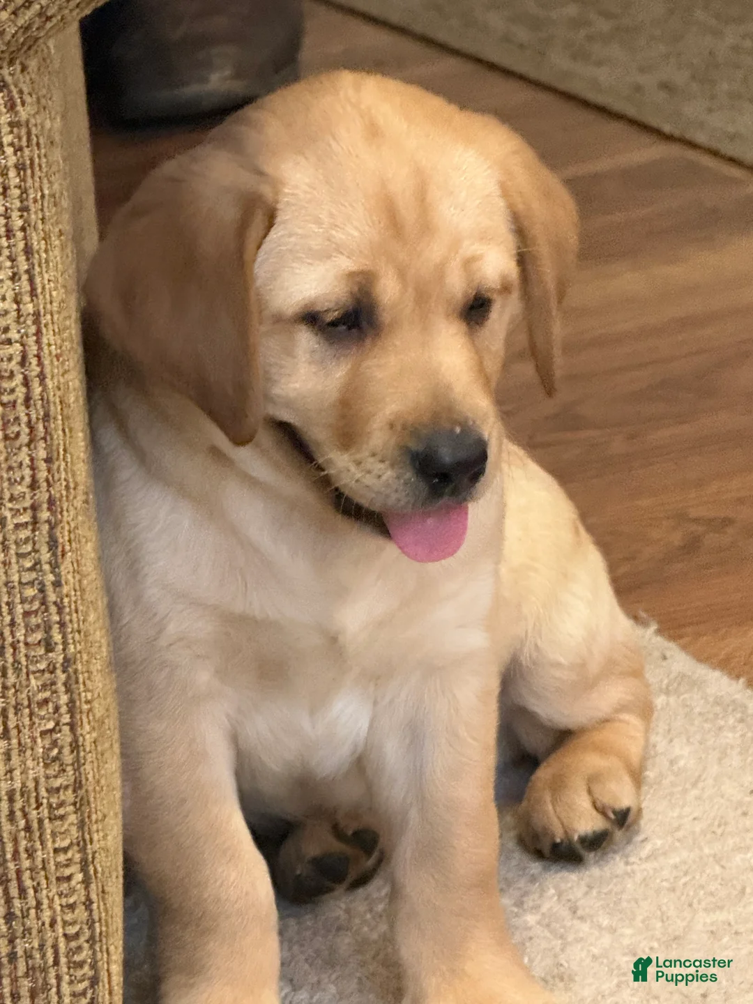 Labrador Retriever dogs for sale: Danny  - Ad 1