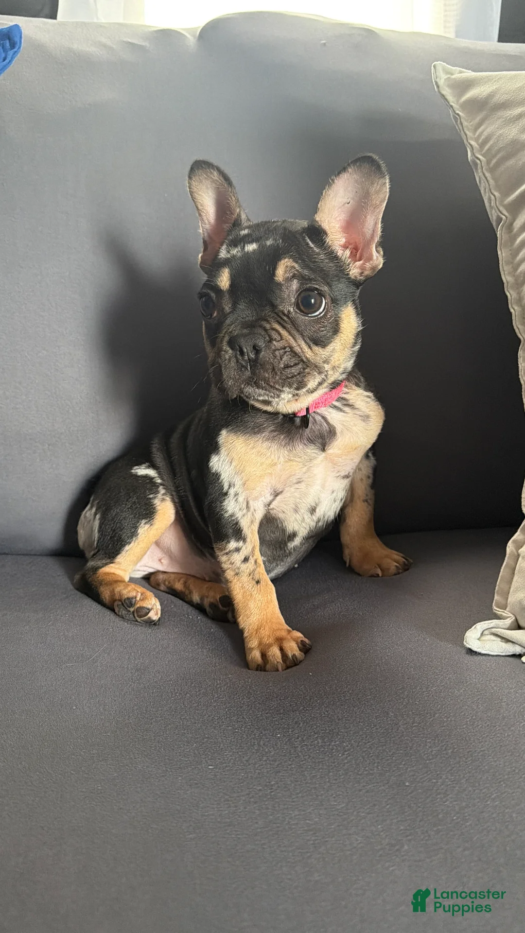 French Bulldog dogs for sale: Nike - Ad 3