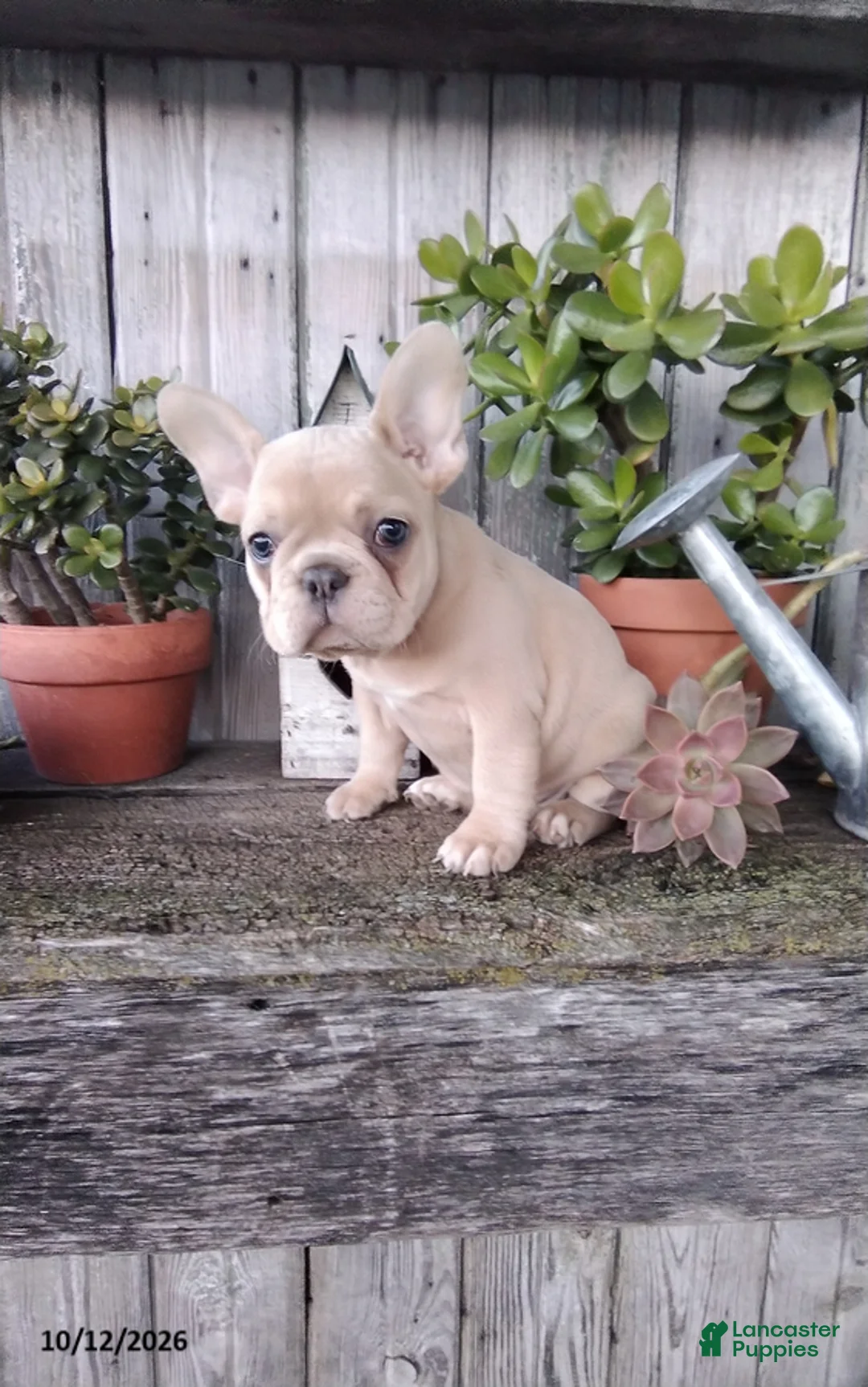 French Bulldog dogs for sale: Molly - Ad 4