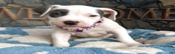 American Bully dogs for sale: "THA ROCK" WHITE WITH MERLE PATCHES - Ad 9