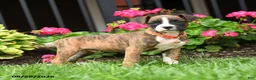 Boxer dogs for sale: Jasper - Ad 3