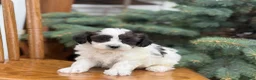 Shihpoo dogs for sale: Sawyer - Ad 2