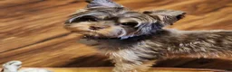 Yorkshire Terrier dogs for sale: Levia - Ad 7