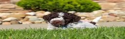 Lagotto Romagnolo dogs for sale: Riley - Ad 7