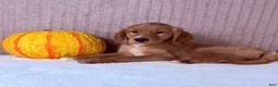 Golden Retriever dogs for sale: Draco - Ad 9