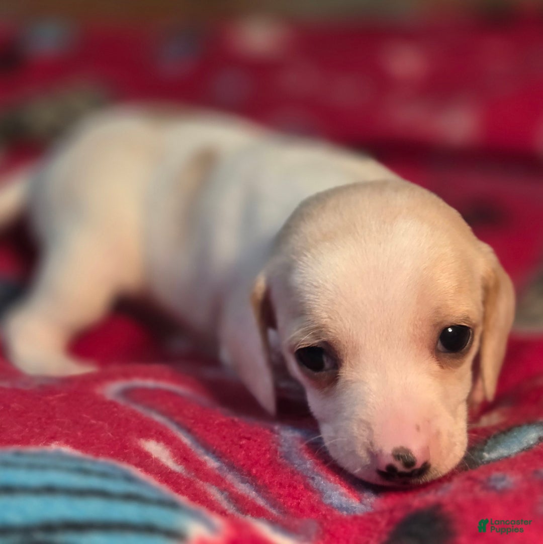 Beagle dogs for sale: Salt Queen Elizabeth Pocket Beagle - Ad 9