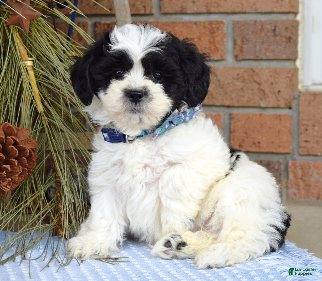 Teddy Bear dogs for sale: Bear - Ad 7