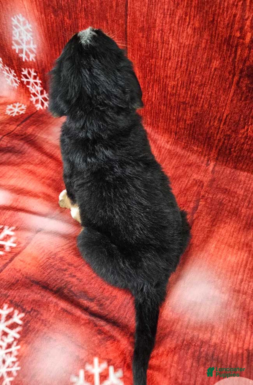 Bernese Mountain Dog dogs for sale: Sequoia - Ad 3